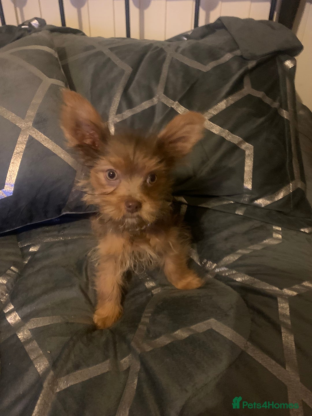Chorkie dogs for sale: One male puppy left - Advert 8