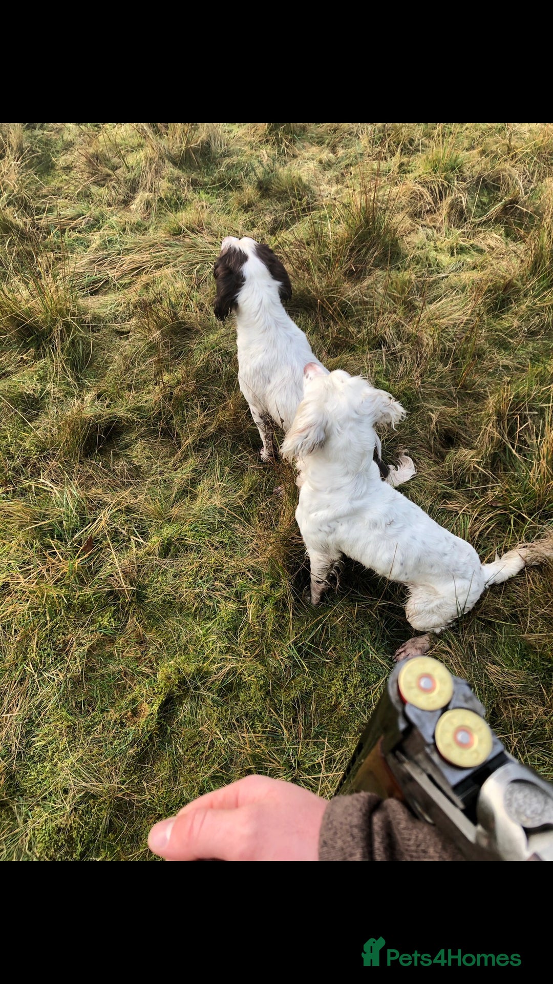 English Springer Spaniel dogs for stud: HEALTHTESTED WORKING ENGLISH SPRINGER SPANIEL in Bishop Auckland - Advert 19