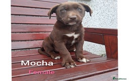 Borador dogs for sale: Chunky Chocolate Puppies  - Image 10
