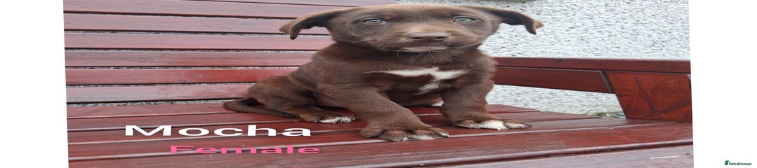 Mocha