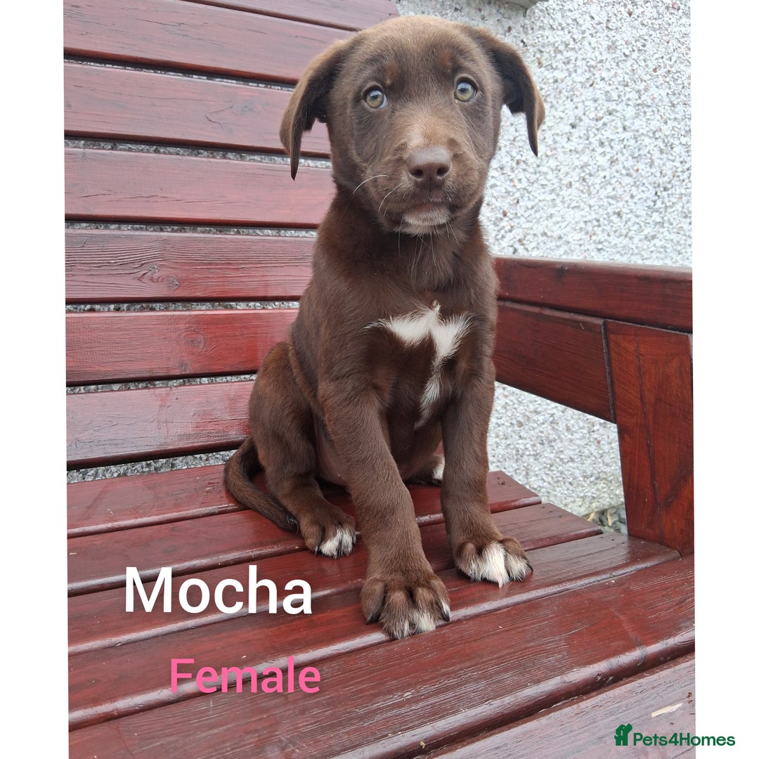 Borador dogs for sale: Chunky Chocolate Puppies  - Image 10
