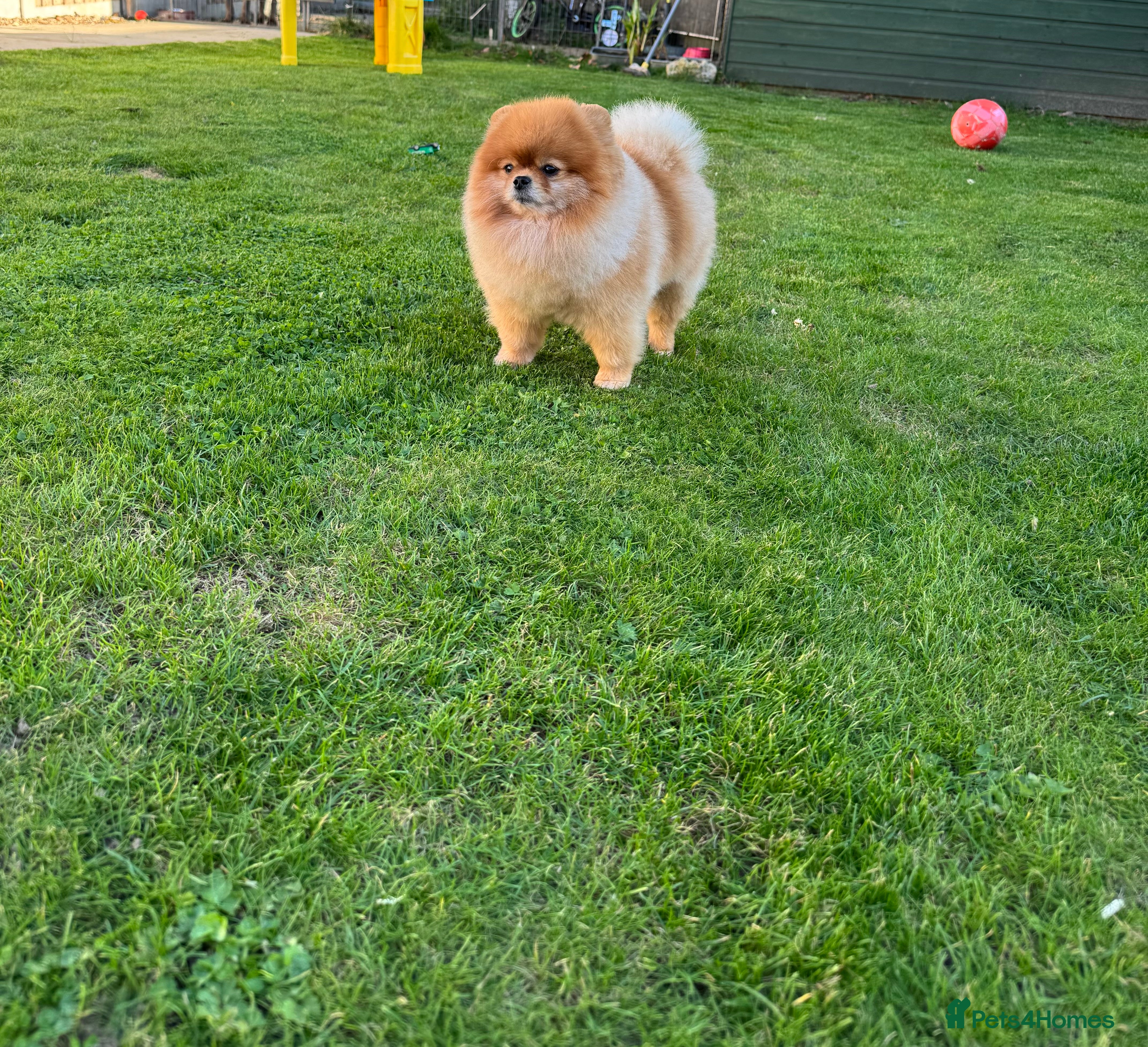 Pomeranian dogs Pomeranian stud - Advert 12