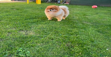 Pomeranian dogs in Stansted - Advert 14