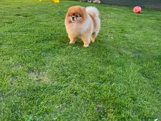 Pomeranian dogs Pomeranian stud - Advert 12