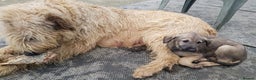 Irish Wolfhound dogs for sale: Irish Wolfhound Pups - Advert 1