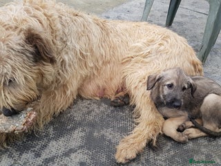 Irish Wolfhound dogs Irish Wolfhound Pups - Advert 1