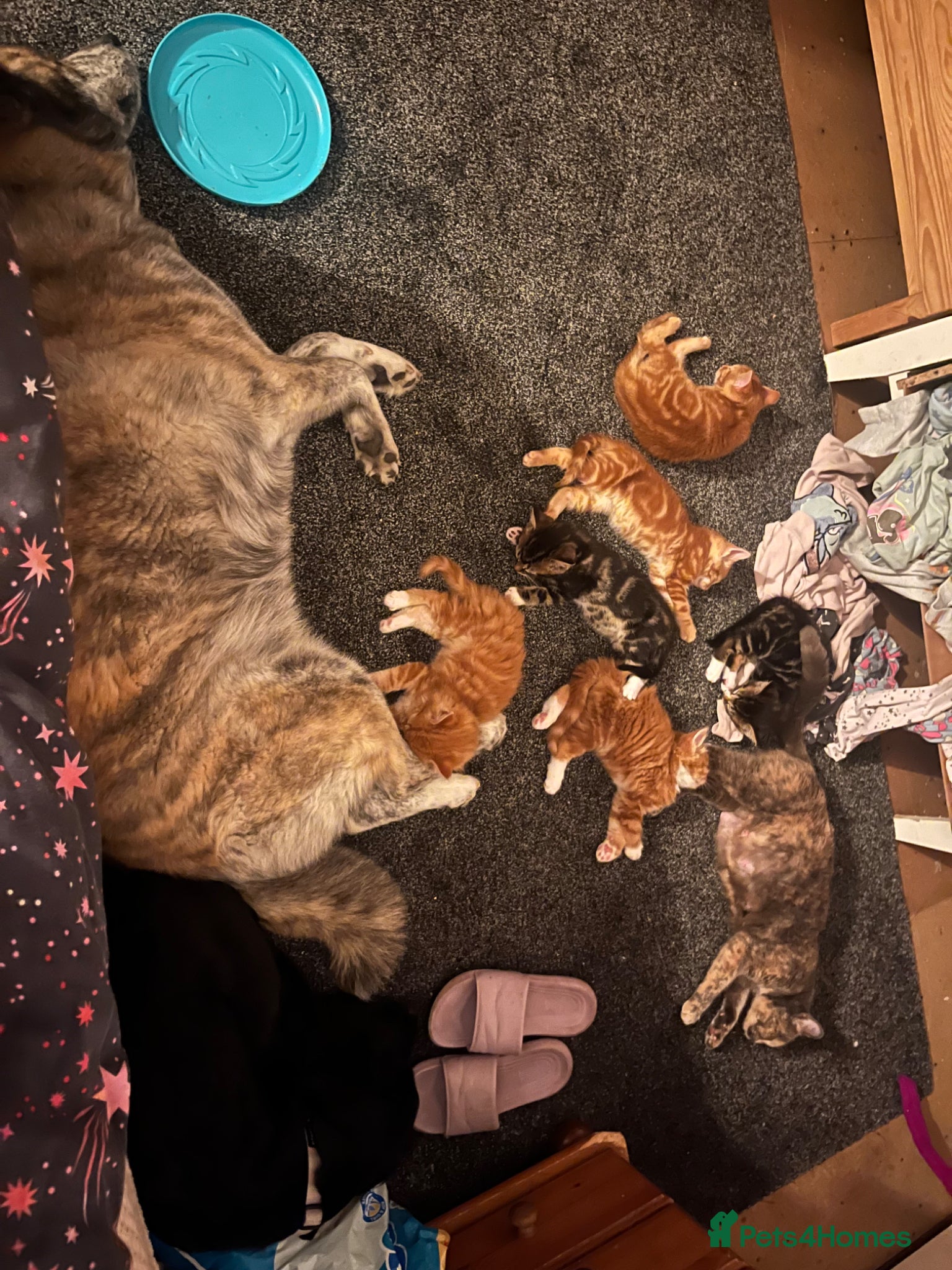 Mixed Breed cats 6 kittens for sale  - Advert 7
