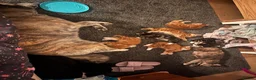 Mixed Breed cats for sale: 6 kittens for sale  - Advert 1