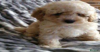 Toy Poodle dogs - Advert 8
