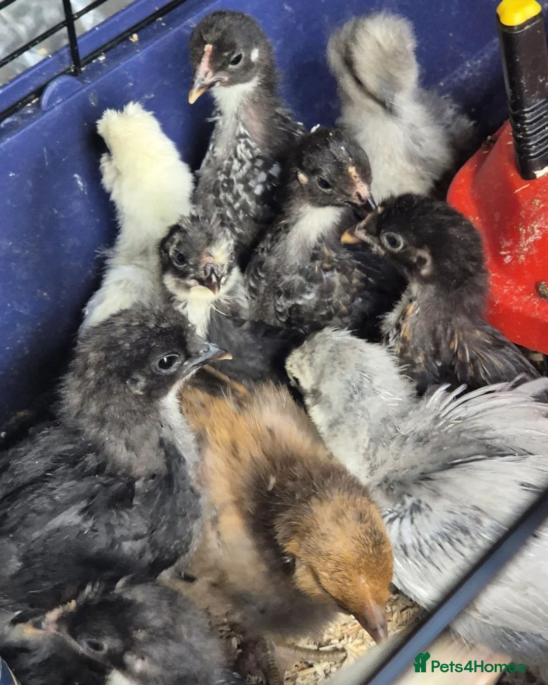 Chickens poultry for sale: Pekin & Pekin X - Advert 5