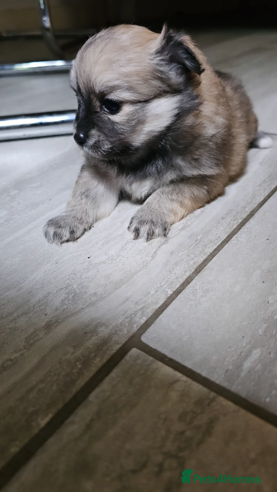 Pomeranian dogs for sale: Pomeranian puppies for loving and caring families  - Image 18