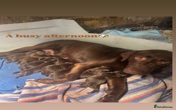 Labrador Retriever dogs for sale: Chocolate Labrador pups  - Image 5