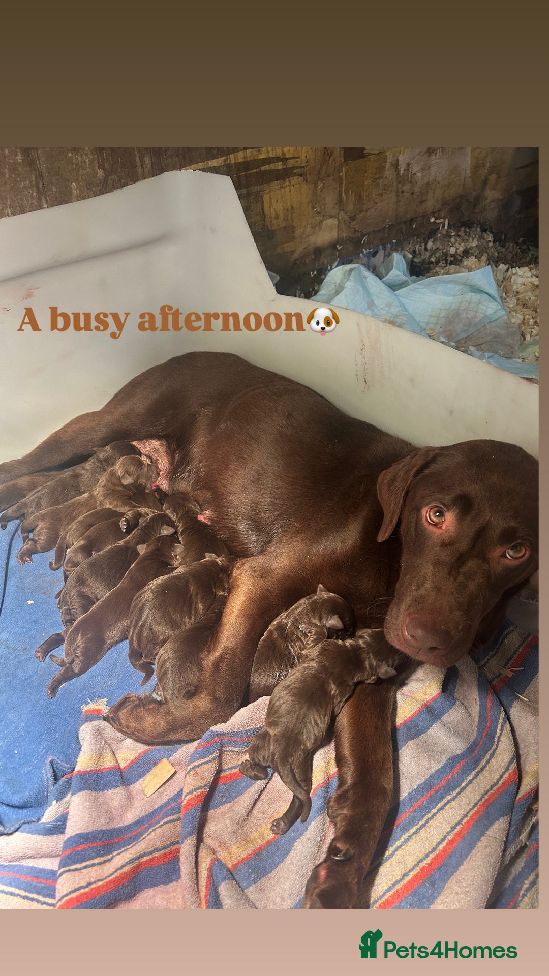 Labrador Retriever dogs for sale: Chocolate Labrador pups  - Image 5
