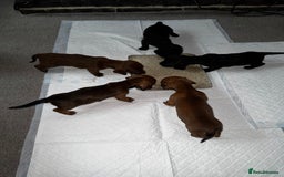 Dachshund dogs for sale: Miniature Dachshund Puppies  - Image 20