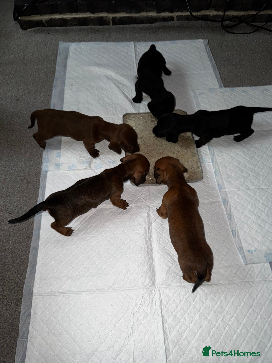 Dachshund dogs for sale: Miniature Dachshund Puppies  - Image 20