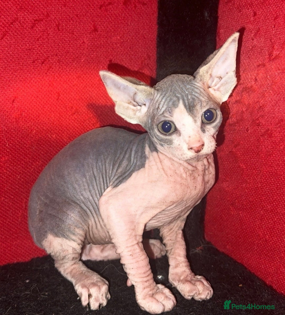 Mixed Breed cats for sale: Sphynx mixed with American curl - Advert 8