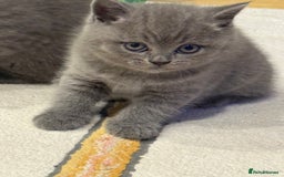 British Shorthair cats for sale: Gorgeous Kittens Ready to Find Their Forever Homes - Image 32