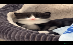 Ragdoll cats for sale: Ragdoll cross  - Image 1