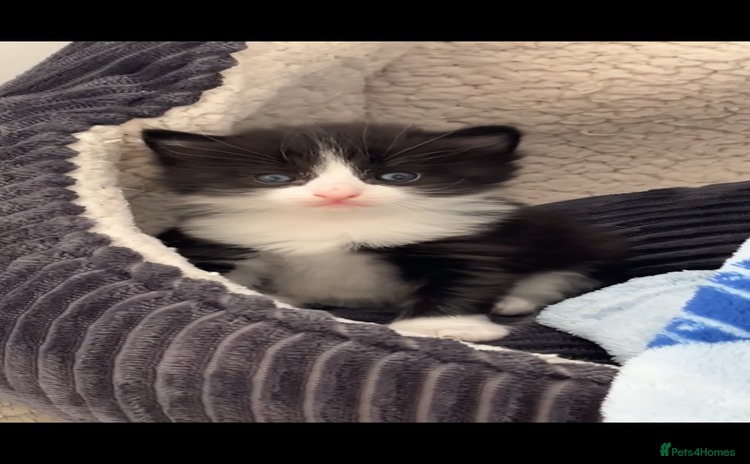 Ragdoll cats - Advert 12