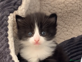 Ragdoll cats - Advert 16