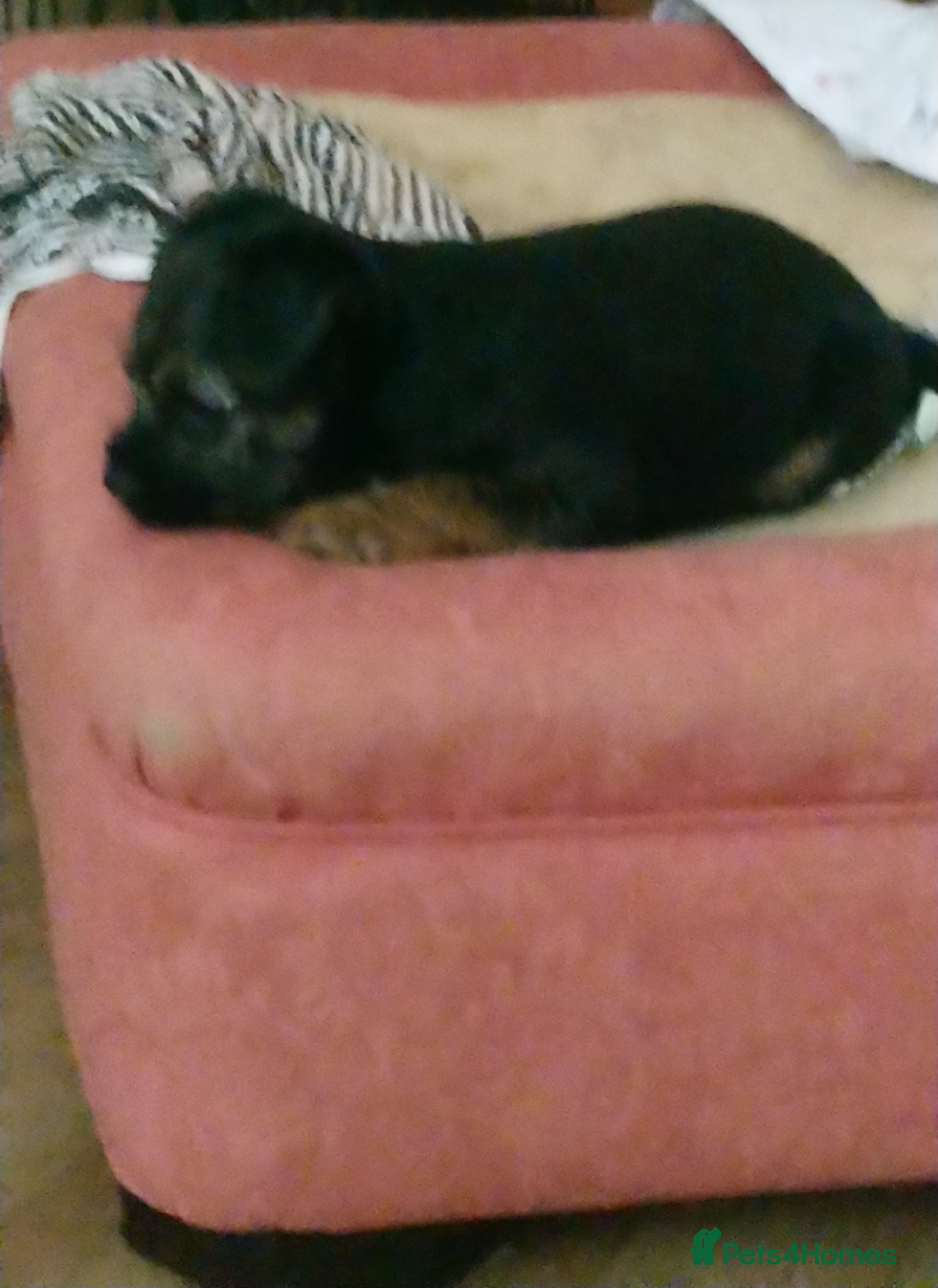 Border Terrier dogs 1 blue and tan bitch available - Advert 15
