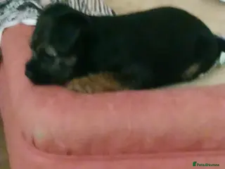 Border Terrier dogs 1 blue and tan bitch available - Advert 15