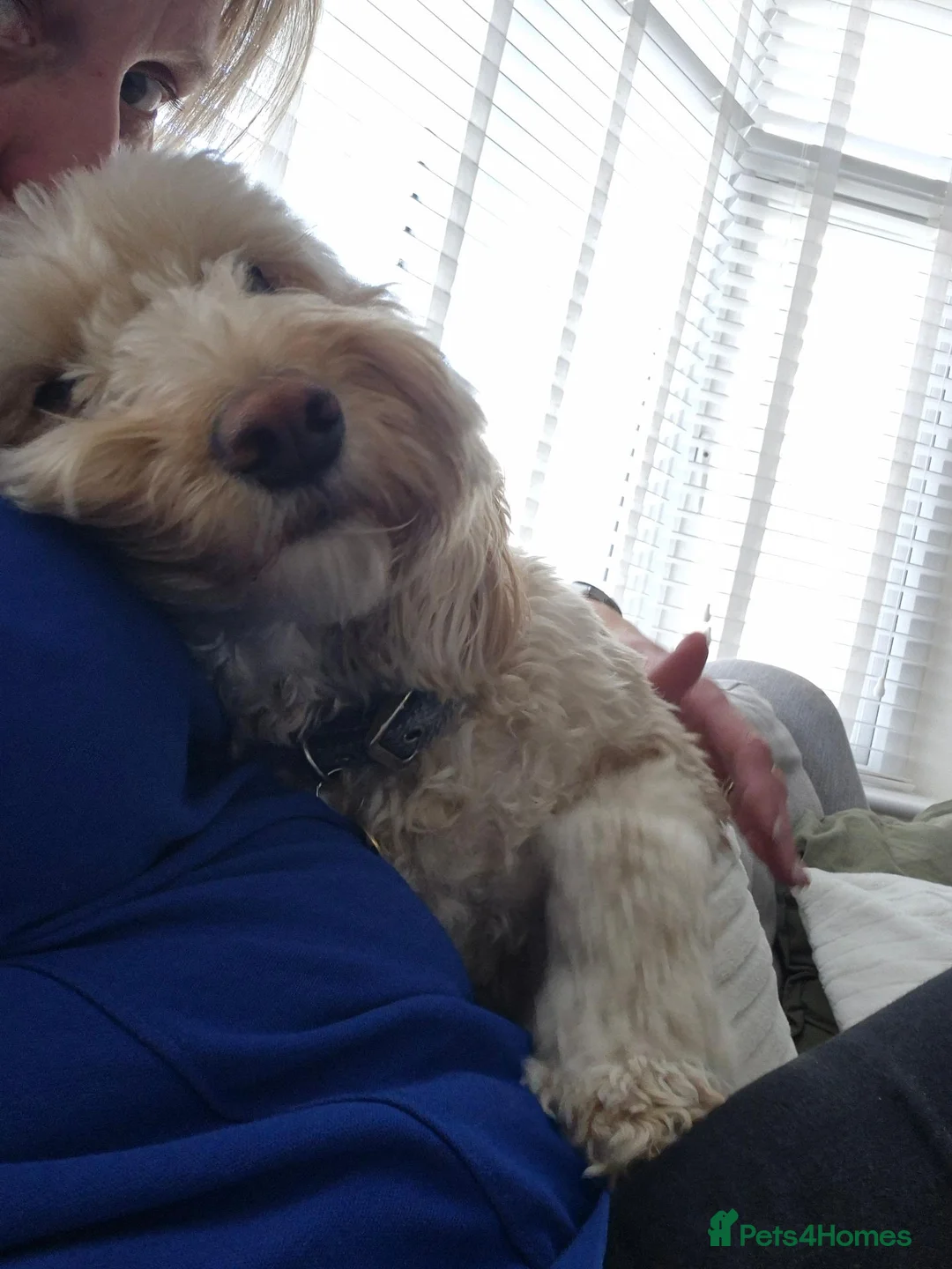 Cockapoo dogs for sale: Milo  in Weston-super-Mare - Advert 3