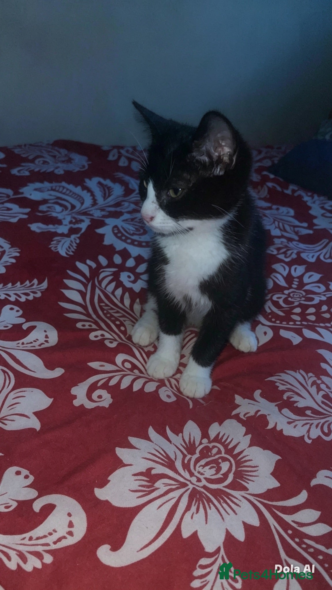 British Shorthair cats 2 8 Week Old Kittens - Advert 4