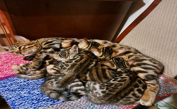 Bengal cats - Advert 8