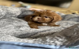 Shih Tzu dogs for sale: Gorgeous Puppies Ready Now - Image 2