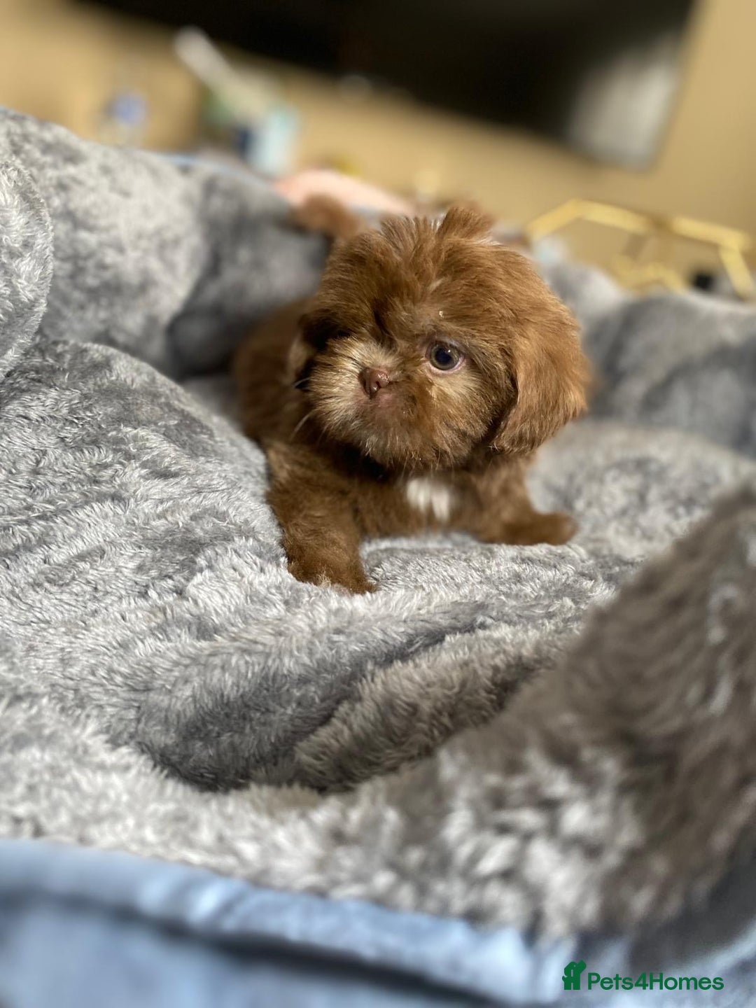 Shih Tzu dogs for sale: Gorgeous Puppies Ready Now - Image 2