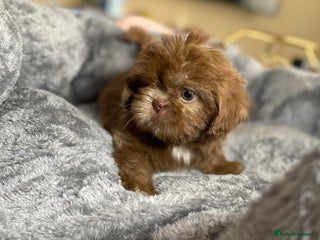 Shih Tzu dogs - Advert 16