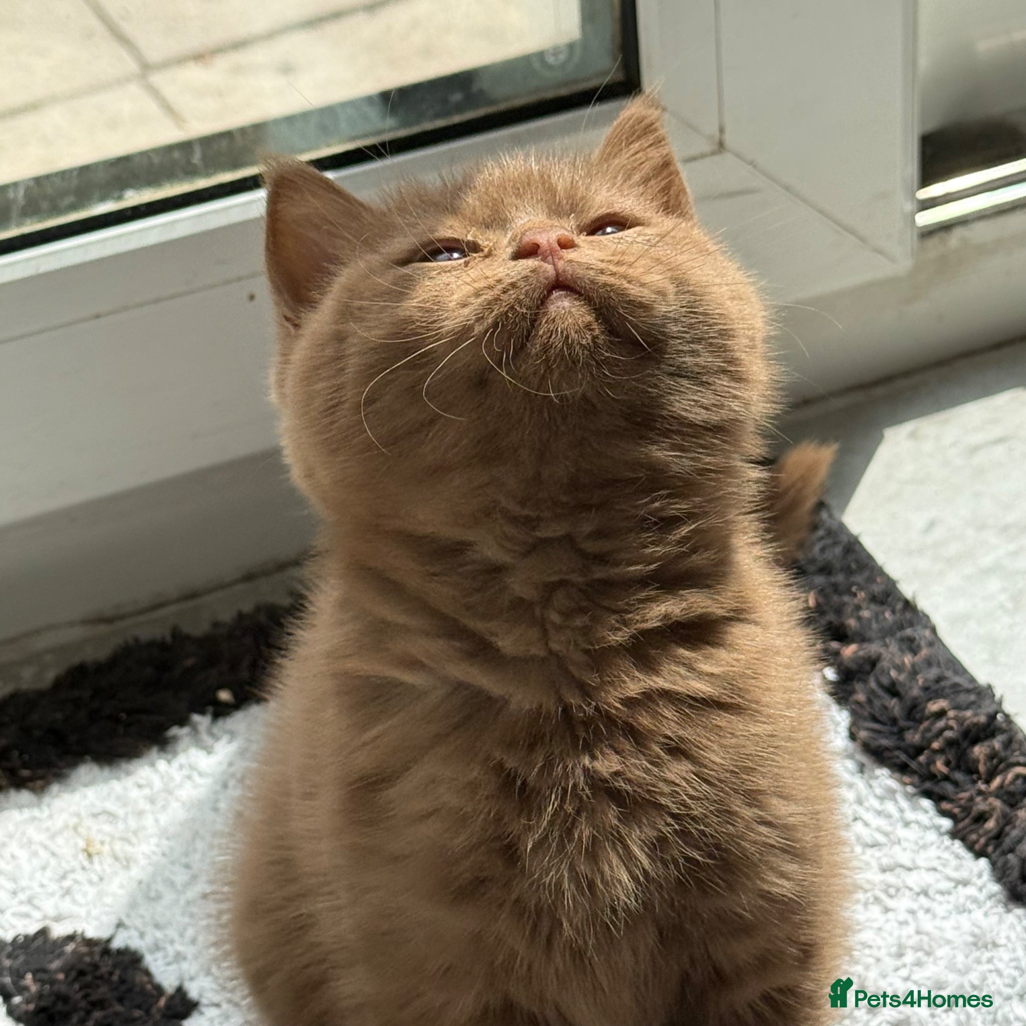 British Shorthair cats Cinnamon gccf boy - Advert 2
