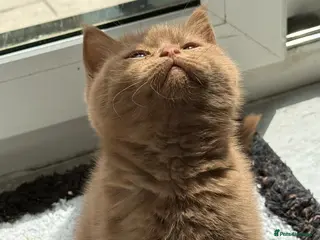 British Shorthair cats Cinnamon gccf boy - Advert 2