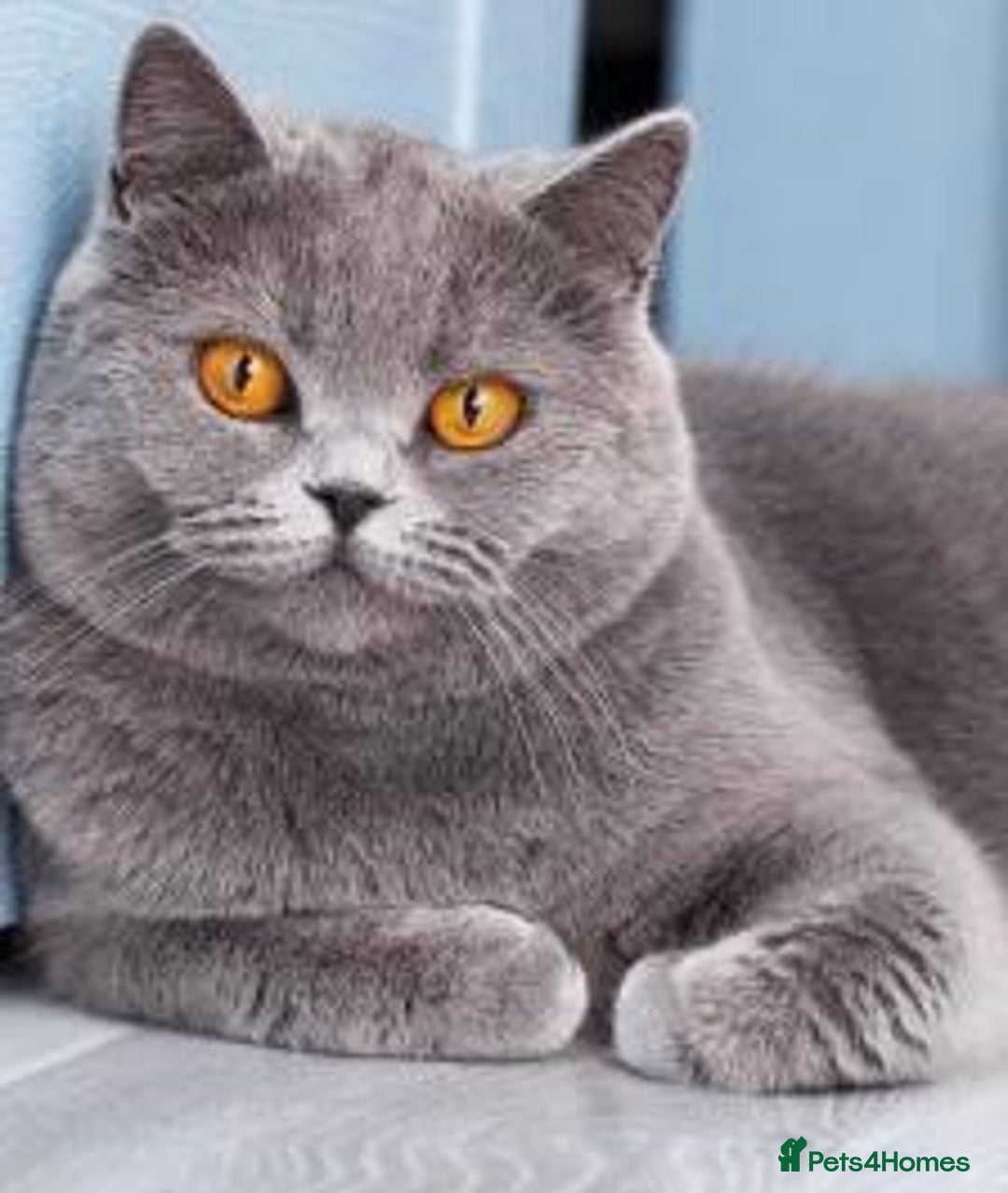 British Shorthair cats for sale: Playful chunky cat  - Advert 1
