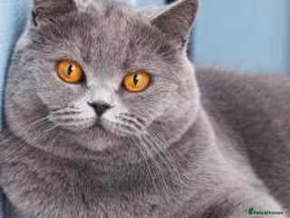 British Shorthair cats Playful chunky cat - Advert 1