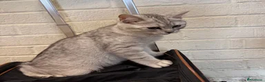 British Shorthair Kitten 2