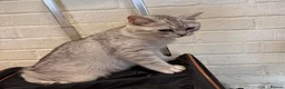 British Shorthair cats for sale: Adorable kittens, British short hair for rehome in London - Advert 13