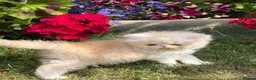 Exotic cats for sale: Exotic male kittens  - Advert 10