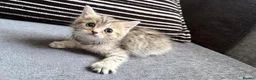 Persian cats for sale: PERSIAN CHINCHILLAS X - Advert 2