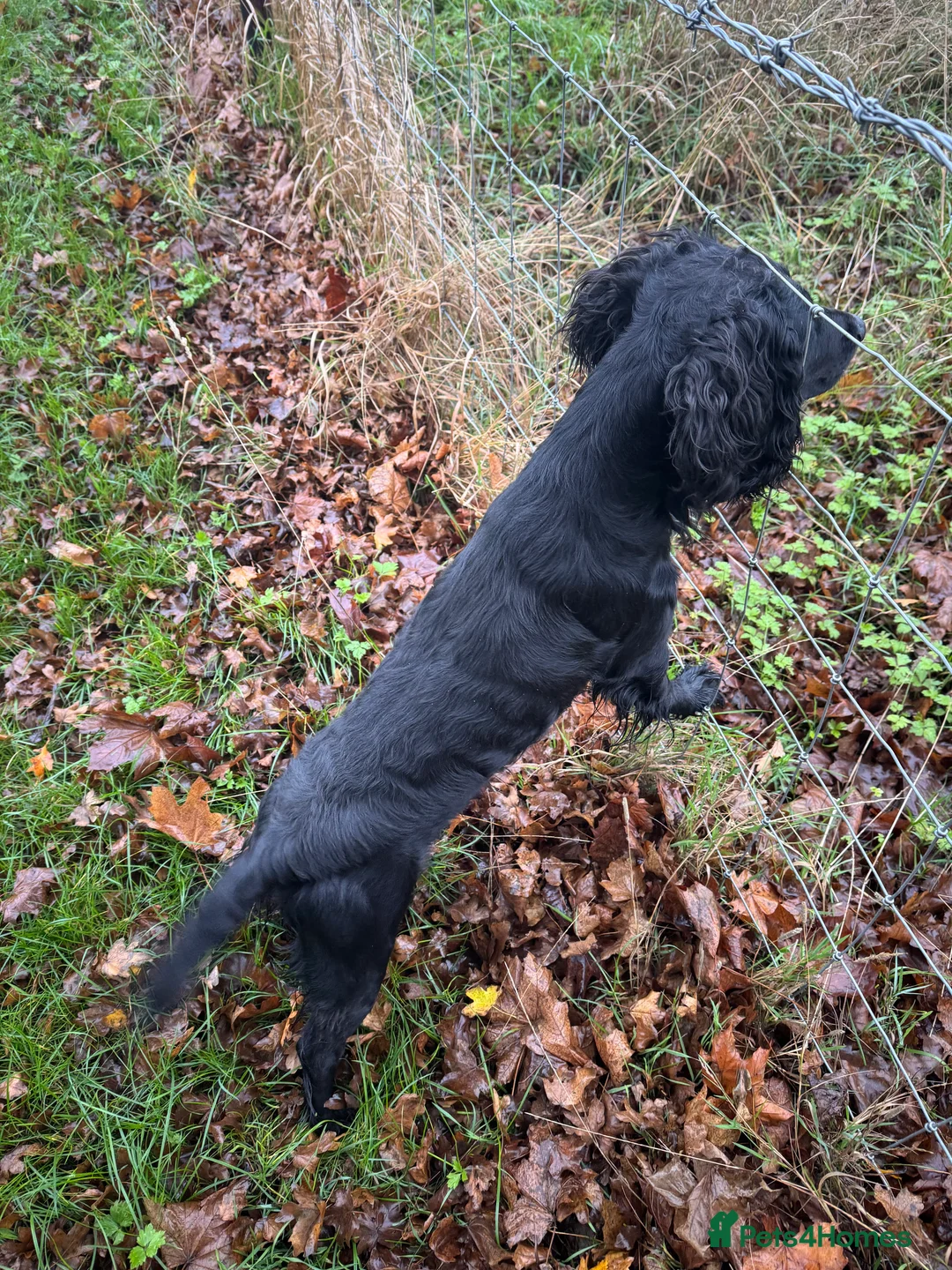 Cocker Spaniel dogs for stud: Working Cocker Spaniel available for Stud  in Chelmsford - Advert 16