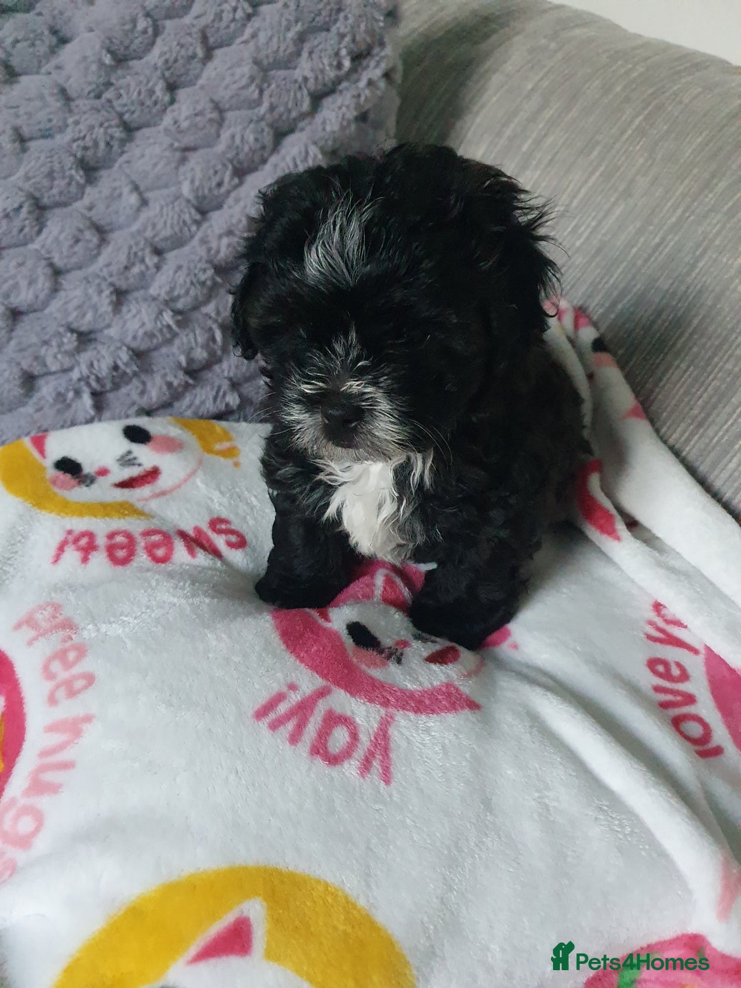 Shihpoo dogs for sale: Beautiful shih-poo for sale - Advert 3