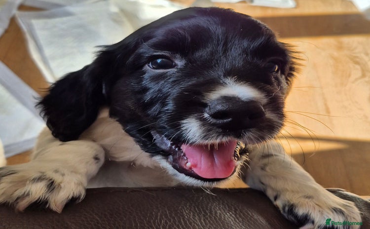 English Springer Spaniel dogs - Advert 4