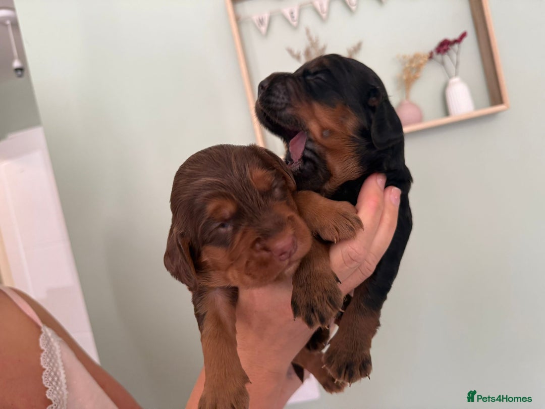 Sprocker dogs for sale: Beautiful Sprocker puppies  - Image 11