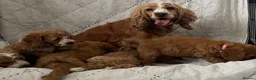 Cockapoo dogs for sale: AMAZING HEALTH CLEAR F1 COCKAPOO  - Advert 7
