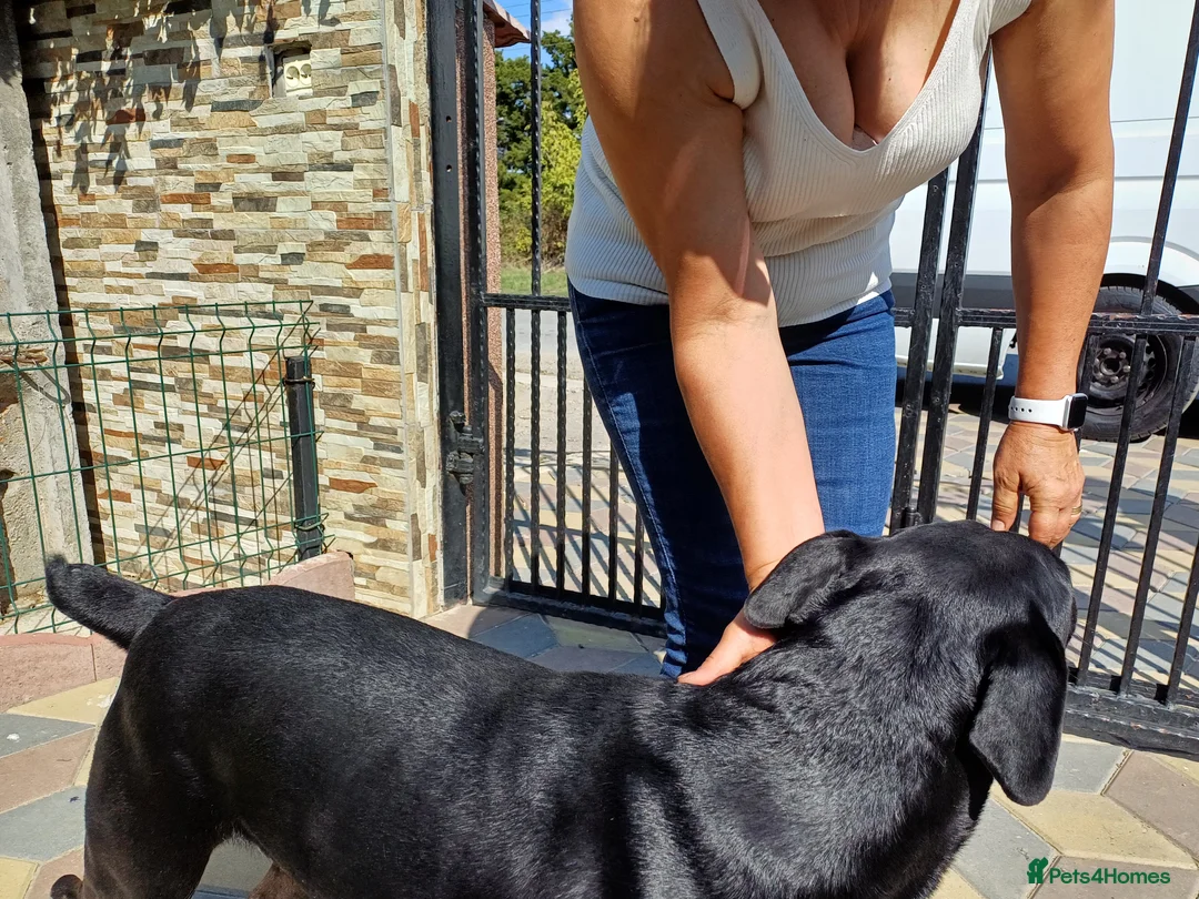 Mixed Breed dogs for adoption: Beautiful and Gentle JULIETTE - for a Loving Home in Nottingham - Advert 21