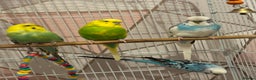 Budgerigars birds for sale: 4 Budgies for sale - Advert 4