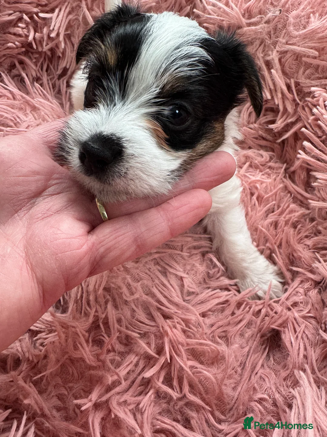 Mixed Breed dogs for sale: Parson Russell X mini Biewer rough coated pups  - Advert 23