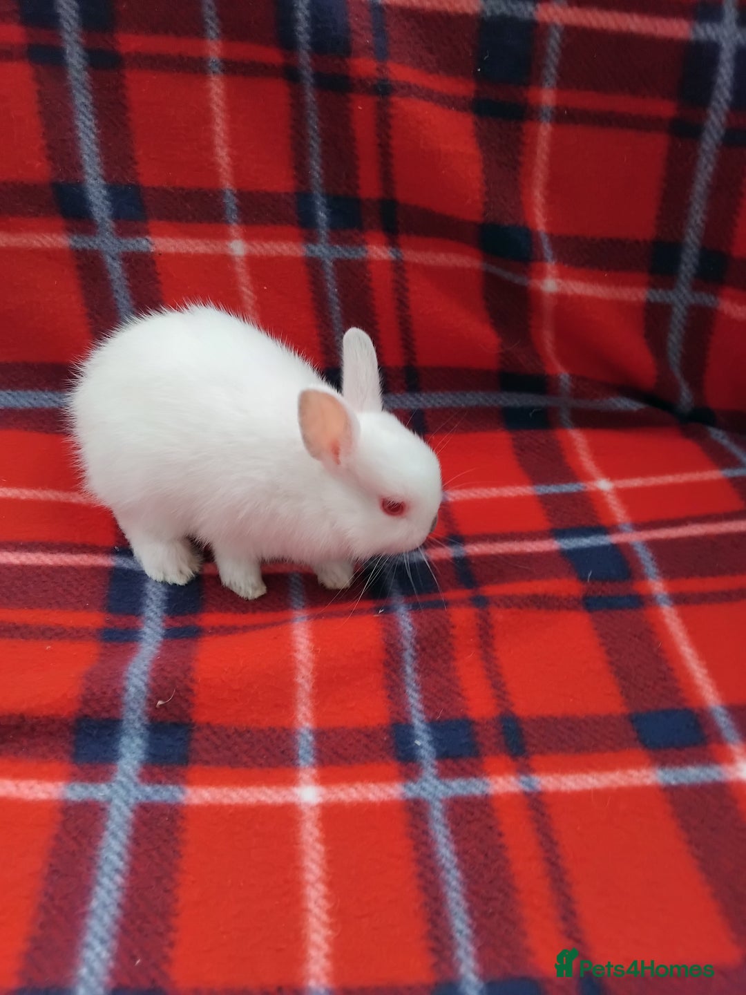 Netherland Dwarf rabbits for sale: Netherland dwarf rabbits for sale - Image 4