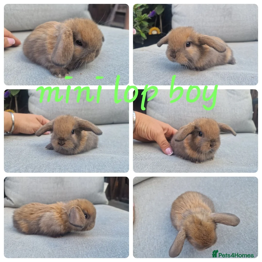 Mini Lop rabbits for sale: Mini lop babies  - Advert 3